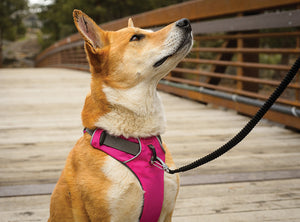 Ruffwear Front Range Harness